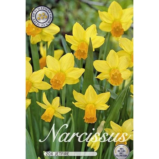 Narciss Jetfire 20-pack